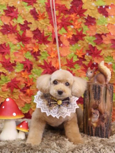 20241107モンチちゃん